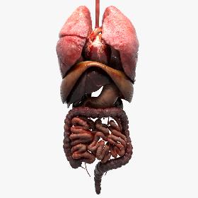 Human Internal Organs 3D model